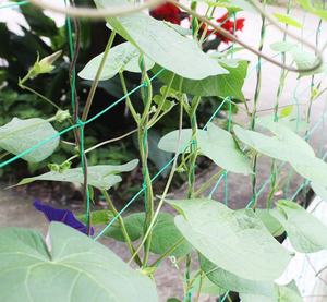 High Quality Plastic Vegetables Climbing <strong>Net</strong> Long Lasting Garden Trellis <strong>Net</strong> Plant Climbing Support Netting - Product Image 4