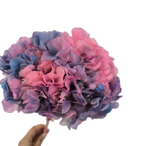 Couleurs dégradées stabilisées vraies fleurs d'<span class=keywords><strong>hortensia</strong></span> séchées préservées <span class=keywords><strong>hortensia</strong></span> à grandes feuilles pour les événements à la maison décor de mariage bricolage artisanat - Product Image 2