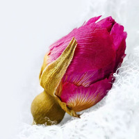Fleurs de rose séchées au soleil naturel, boutons de rose rose pur pour la relaxation, la tisane et l'aromathérapie