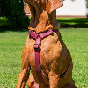 Correa de Cuero Personalizada Multiusos para Perro, Arnés con Hebilla de Metal, Diseño Táctico con Asa, Arnés Ajustable para Mascotas para Interiores y Exteriores - Product Image 2