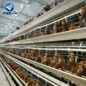 Gabbia per Galline Ovaiole a 5 Piani per 200 Uccelli con Abbeveratoio a Nipple per Allevamenti in Nigeria - Product Image 3