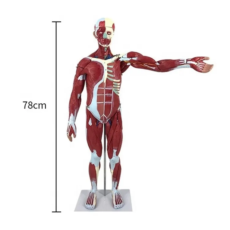 نموذج تشريحي لعضلات جسم الإنسان من المصنع, نموذج تشريحي لكامل الجسم قابل للإزالة مزود بعدد 27 قطعة منه ، مناسب لتدريس العلوم الطبية