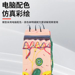 Modèle 3D agrandi de la structure du tissu cutané, anatomie stratifiée du corps humain, chirurgie esthétique et modèle capillaire - Product Image 1