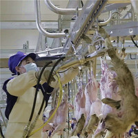 Equipo de matadero de cabras Ritual para planta de proceso de carne de matadero de cordero