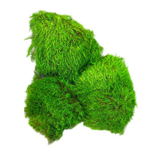 Naturel Réel Préservé Chignon Mousse Pôle Mousse Leucobryum Glaucum pour DIY Art Mousse Panneau - Product Image 4