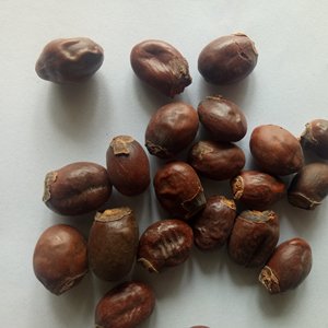 Li zhi he-<span class=keywords><strong>semillas</strong></span> puras secas de alta calidad, <span class=keywords><strong>semillas</strong></span> naturales de lichi para hierbas - Product Image 3