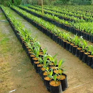 Sacs pour pépinière en plastique, 100 pièces, sac de culture de plantes avec trous, sacs de plantation noirs