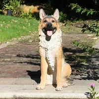 Al por mayor de la resina perro pastor alemán vida perro estatuas vida realista tamaño resina perro pastor alemán y