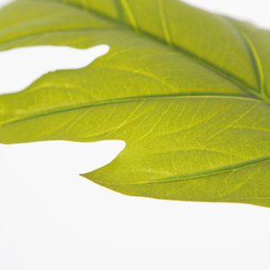 200cm Plantes Artificielles Faux Sol Plantes <span class=keywords><strong>Arbre</strong></span> <span class=keywords><strong>À</strong></span> <span class=keywords><strong>Pain</strong></span> pour La Maison Décoration Intérieure - Product Image 3
