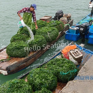 Copos de algas verdes secos puros sin sabor adecuados para el procesamiento de polvo - Product Image 6