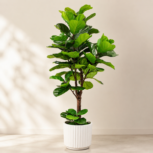 Artificial Fiddle <b>Leaf</b> Fig Tree in Pot | Realistic Faux Indoor for Interior Designers, Hotels, Villas & Commercial <b>Decor</b> - Product Image 2