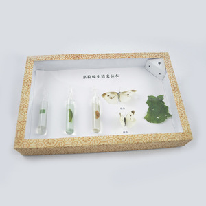 Especímenes de Historia Vida del Mariposa Blanca del Repollo, Equipo Didáctico, Suministro Directo de Fábrica, Especímenes de Insectos, Para Niños - Product Image 1