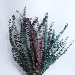 Guirlande de feuilles d'eucalyptus stabilisées et teintées, 5-7 pièces, avec pièces de monnaie en cuivre, plantes stabilisées naturelles pour Halloween, Pâques, Nouvel An Chinois - Product Image 4