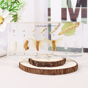 Hot bán Acrylic vòng đời của tằm côn trùng paperweight nhựa mẫu giáo dục đồ chơi cho trường trung học - Product Image 2