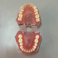 Modèle dentaire complet amovible pour l'enseignement de l'anatomie buccale, en PVC, marque HUICHUN
