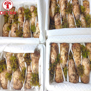 <span class=keywords><strong>Matsutake</strong></span> De Seta Rong, producto de alta calidad, <span class=keywords><strong>tricholoma</strong></span>, precio al por mayor - Product Image 3