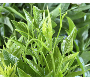 Mei Cha China característica vid té color blanco natural puro Ampelopsis grossedentata brotes de hojas jóvenes té en venta - Product Image 4