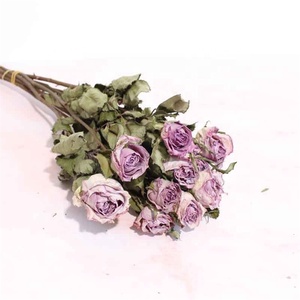 Flor de Rosa Austin Seca y Preservada, Estilo Campestre Inglés, X1313, en Venta - Product Image 6