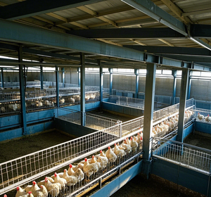 Bâtiment moderne préfabriqué à faible coût en acier pour élevage <span class=keywords><strong>de</strong></span> moutons, chèvres, grange, abri pour vaches, ferme équestre, ferme bovine, poulailler - Product Image 1