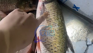 เครื่องขูดเกล็ดปลาอัตโนมัติ Zolim สำหรับสายการผลิต<span class=keywords><strong>ปลา</strong></span> กำลังการผลิต 500-600 กิโลกรัม/ชั่วโมง แรงดันไฟฟ้า 380 โวลต์ - Product Image 3