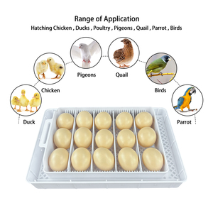 Incubadoras de Huevos de Gallina Tipo Blanco, Incubadoras para Incubar Huevos, 15 Huevos de Gallina con Comedero y <span class=keywords><strong>Bebedero</strong></span> - Product Image 2