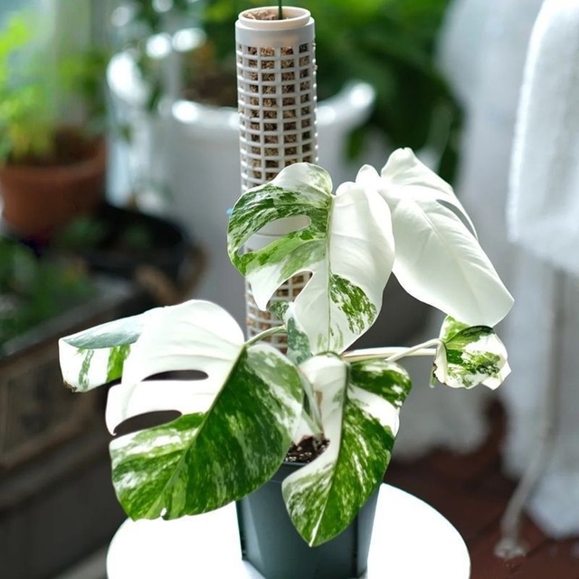 Hot Sale 14*5CM Climbing Plant Moss Pole Stackable Plastic Coated Eco-friendly Sphagnum Vine Shaping Support