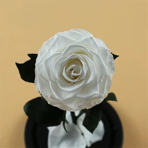 2025 anni all'ingrosso conservato rosa In vetro cupola per sempre eterno S fiore per San Valentino regali Domebest qualità - Product Image 5
