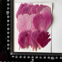 Bunga peoni Series Botanical bahan untuk bingkai foto cat Resin seni ditekan