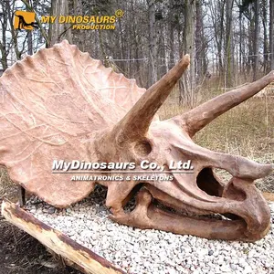 My Dino J27 Dinosaur Bone Replica Fossils Triceratops Skull for Sale