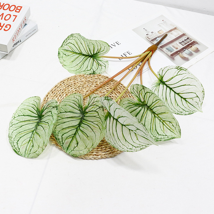 6 hojas 67cm manga Taro blanco verde