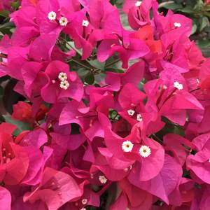 ดอกเฟื่องฟ้าประดิษฐ์ - Product Image 5