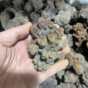 Venta al por mayor a granel de dinosaurio fósil natural, <span class=keywords><strong>coprolito</strong></span>, piedra de cristal fósil para colección de regalos - Product Image 6
