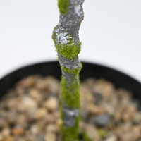 Arbre artificiel en pot de 105 cm, peuplier artificiel, plantes vertes, plantes en pot, décoration pour hôtel, maison, café
