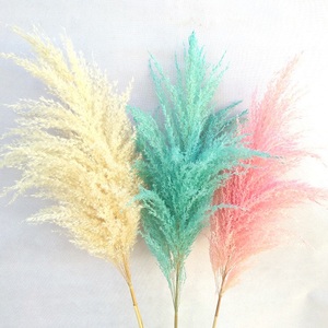 Y027 Giá Cả Phải Chăng Wedding Trang Trí Nội Thất Màu Nâu Tự Nhiên Khô <span class=keywords><strong>Miscanthus</strong></span> Cỏ Ngắn Khô Bảo Quản <span class=keywords><strong>Miscanthus</strong></span> Pampas Cỏ Để Trang Trí - Product Image 4