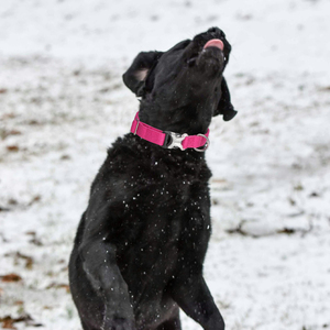Großhandel Haustier Lieferant Doppels chicht Qualität Pure Hanf Hunde halsbänder Umwelt freundliche Hanf Hund Halskette - Product Image 5