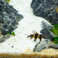 Relaxlines Petit aquarium écologique monobloc de 18 gallons Réservoir d'aquarium en verre cristal de 68l