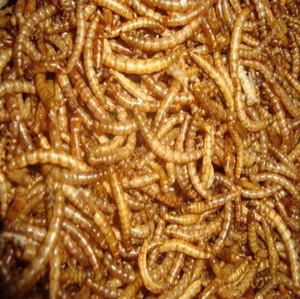 Minhocas secas seca microondas secas mealworms para galinha - Product Image 2