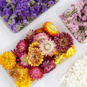 I405 fleurs séchées bricolage matériaux en relief pin mousse hortensias fleurs immortelles pour artisanat décorations faites à la main - Product Image 5