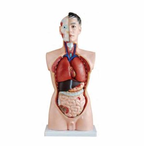 85cm Nam thân trên 19 phần - Product Image 4