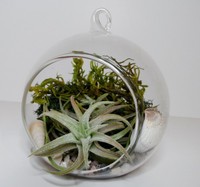 Mini jardinière murale d'intérieur, Terrariums suspendus en verre clair pour plante aérienne, plantes succulentes et présentoir de bougies