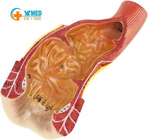 نموذج تشريحي بشري للجهاز الهضمي يشمل المستقيم والقناة الشرجية لتعليم علم الطب - Product Image 1