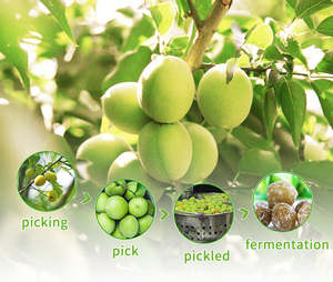 Complément alimentaire enzymatique de prune Garcinia le plus populaire pour une perte de poids saine et un équilibre de l'appétit - Product Image 4