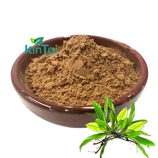 Labisia Pumila Health Supplement Kacip Fatimah Extract Powder 10:1 30:1 50:1 100:1
