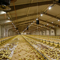 Système d'alimentation et d'abreuvement automatique pour volailles au sol avec mangeoire à plat et abreuvoir en plastique pour poulets en plein air