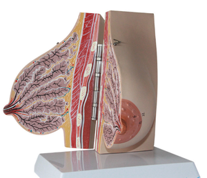 Modelo de Treinamento Médico Feminino: Modelo da Anatomia Interna da Mama Humana Durante a Lactação - Product Image 5