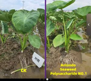 سماد الأحماض الأمينية لاستعادة النمو بعد الفيضانات، تركيبة بنسبة 80% من المكونات النشطة لاستعادة حيوية الجذور، مناسب للصويا والذرة والأعشاب البحرية، رقم 1 - Product Image 5