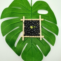 Soja noir cultivé naturellement noyau vert biologique certifié haricot noir haricot noir fournisseur