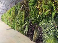 Mur végétal artificiel vertical Bagang, jardin vertical, système de mur végétal modulaire