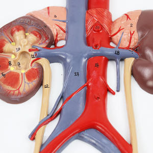 Modèle d'organe humain de simulation réelle du système urinaire, de l'urètre et de l'anatomie rénale, équipement pédagogique - Product Image 2