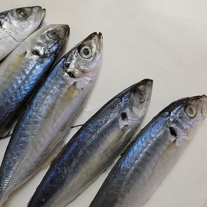 Poisson congelé, maquereau, poisson BQF, maquereau atlantique de grande taille, fournisseur de maquereau - Product Image 2